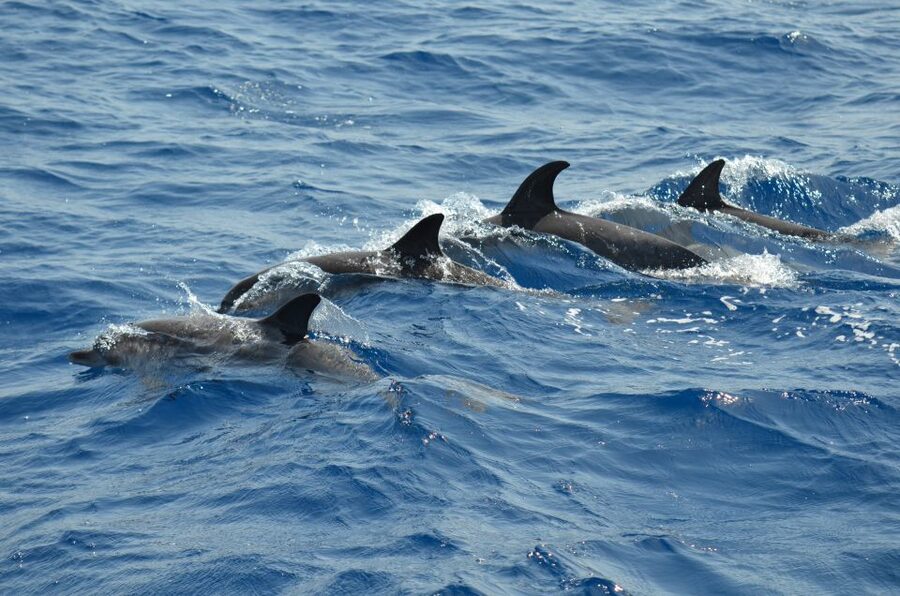 From Los Gigantes: Whale Watching Sailboat Cruise - Tapas, drinks, and a welcome pause