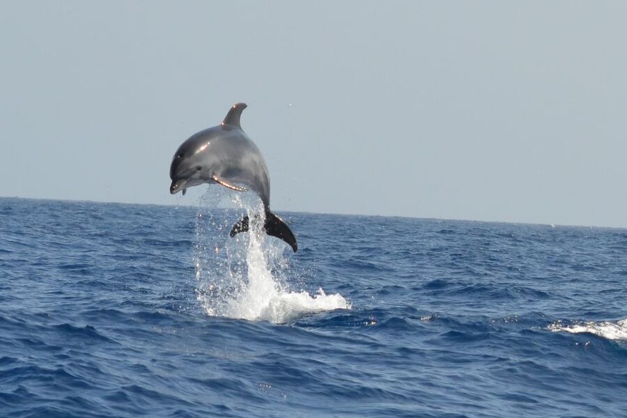 From Los Gigantes: Whale Watching Sailboat Cruise - Who will enjoy this boat trip most