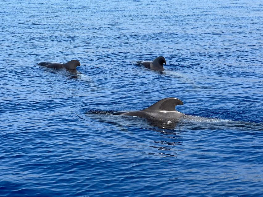 From Playa San Juan: Whale Watching, Gigantes, and Masca Bay - What the wildlife search is really like