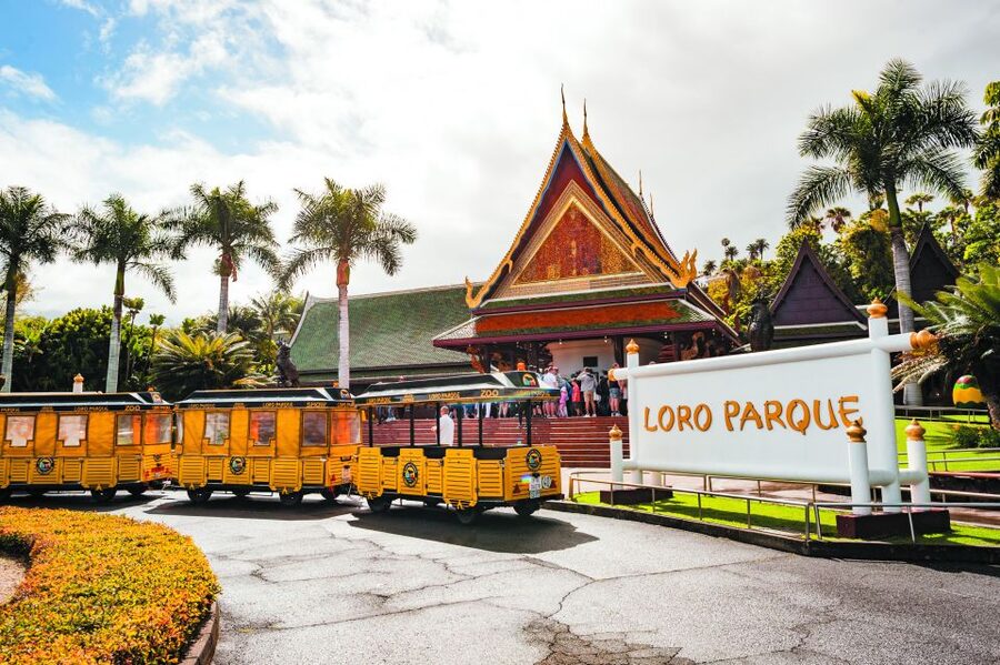 From South Tenerife: Loro Park Zoo Ticket & Hotel Transfers - Why Loro Parque makes a strong day trip from south Tenerife