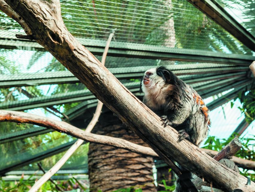 From South Tenerife: Loro Park Zoo Ticket & Hotel Transfers - Orca Ocean brings the biggest spectacle