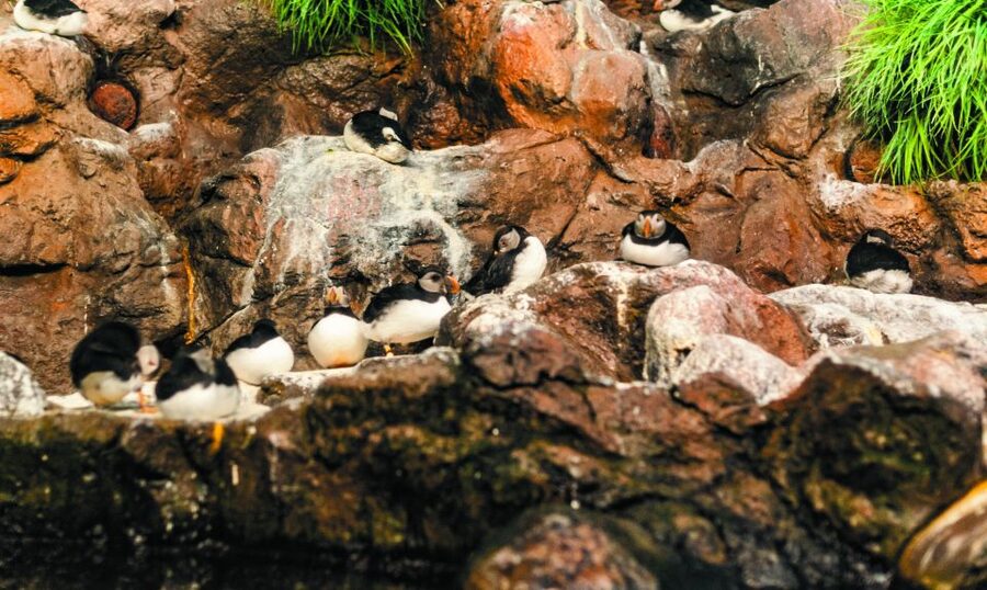 From South Tenerife: Loro Park Zoo Ticket & Hotel Transfers - Dolphins and sea lions keep the pace lively