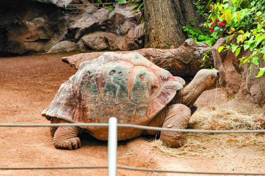 From South Tenerife: Loro Park Zoo Ticket & Hotel Transfers - Katandra TreeTops adds a welcome change of scenery