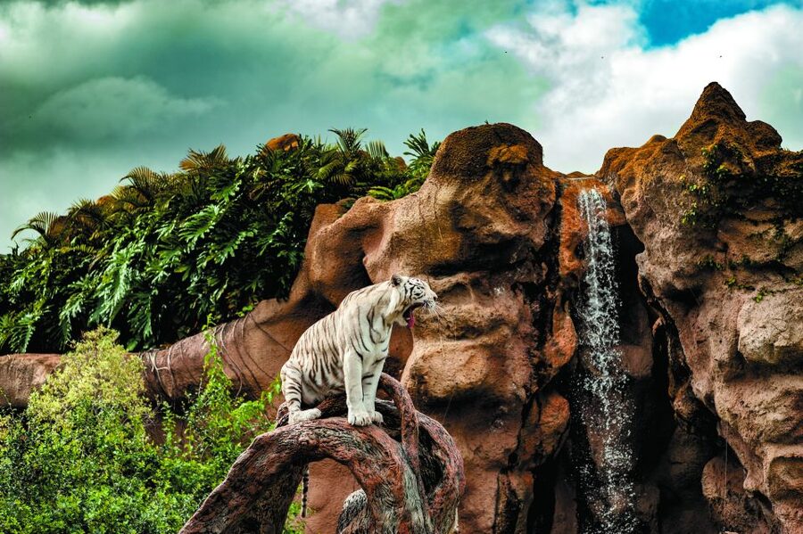 From South Tenerife: Loro Park Zoo Ticket & Hotel Transfers - Other animals fill the gaps between presentations