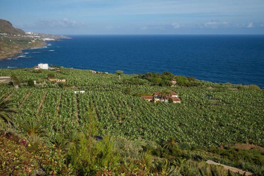 From South Tenerife: VIP Grand Tour Tenerife island - Passing through Vilaflor on the return