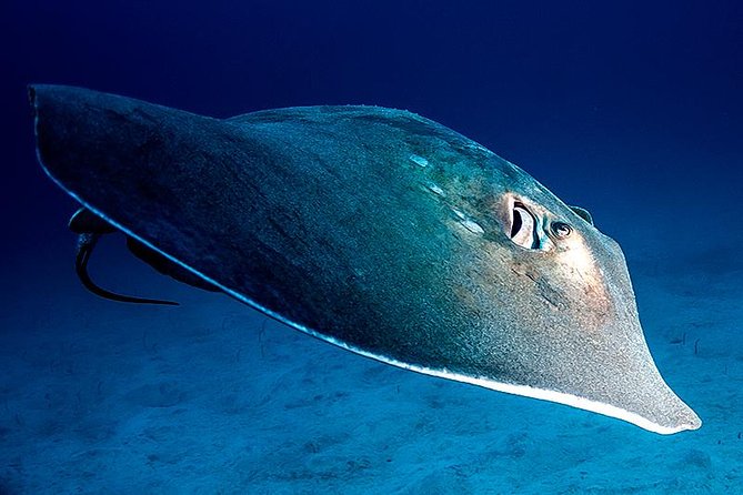 Guided Boat Dives for Certified Divers - Key points at a glance