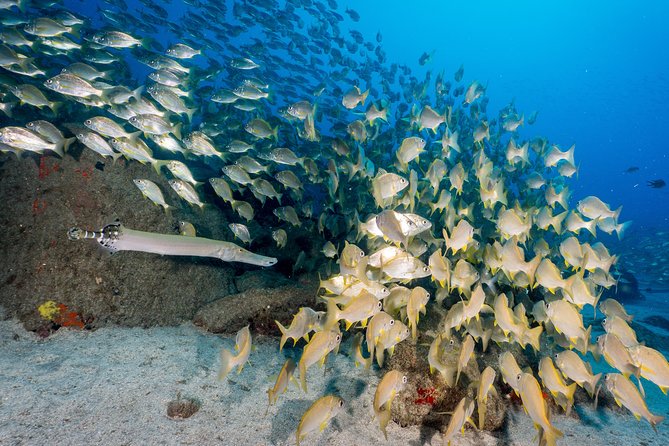Guided Boat Dives for Certified Divers - Who will get the most from this experience