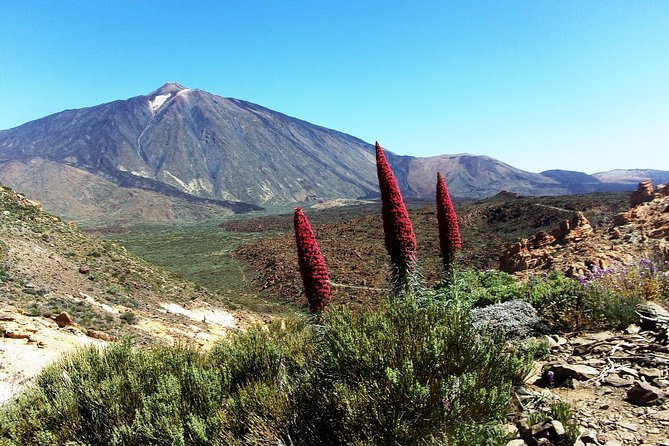 Guided Hike - The Tajinaste Trail - Key points to know before you book