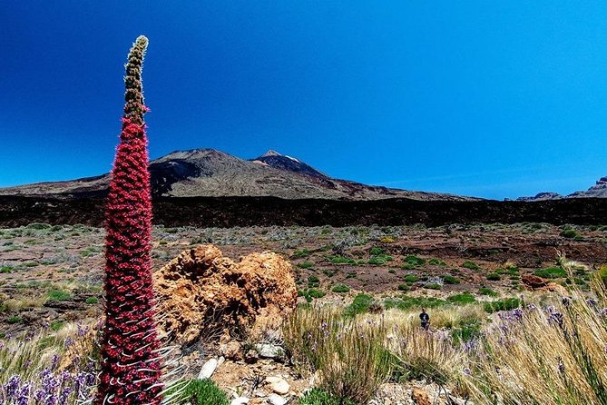 Guided Hike - The Tajinaste Trail - Entering Teide National Park at high altitude