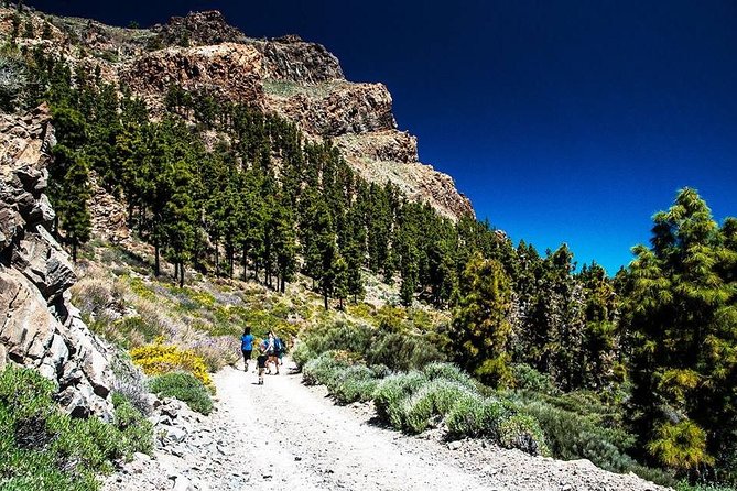 Guided Hike - The Tajinaste Trail - How much value you get for $87