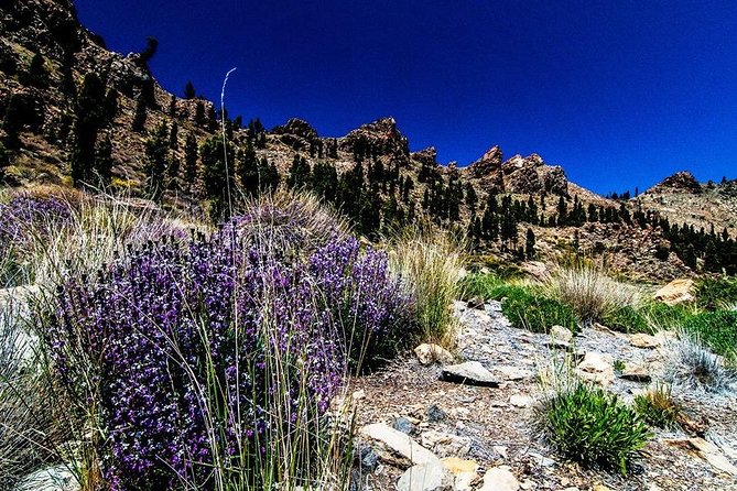 Guided Hike - The Tajinaste Trail - Who will enjoy the Tajinaste Trail most