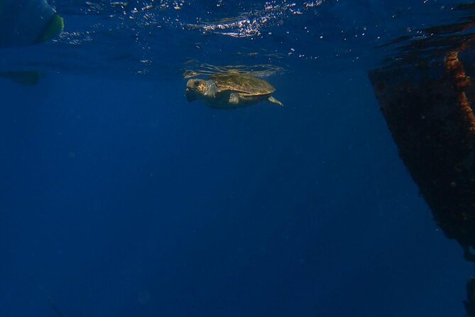 Guided Kayak Tour From Los Cristianos Beach Tenerife - Setting out from Playa de Los Cristianos