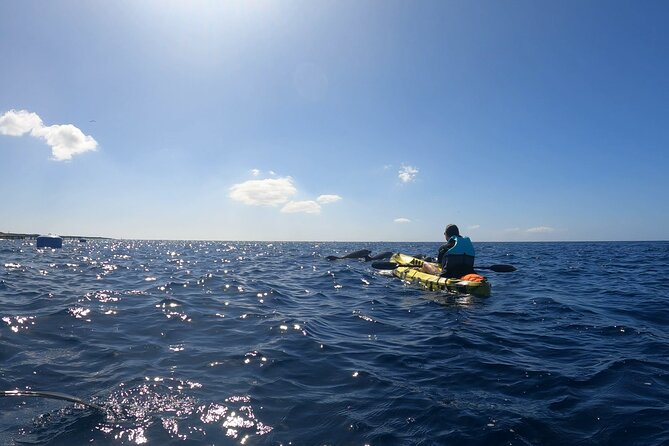 Guided Kayak Tour From Los Cristianos Beach Tenerife - Watching dolphins and turtles responsibly
