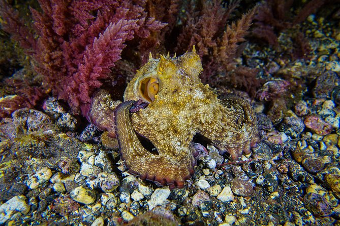 guided Scuba Diving on Tenerife (for certified divers) - Key points at a glance