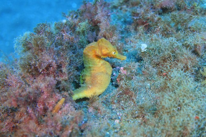 guided Scuba Diving on Tenerife (for certified divers) - Why the four-person limit matters