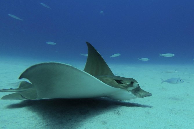 guided Scuba Diving on Tenerife (for certified divers) - Understanding the $180.20 price