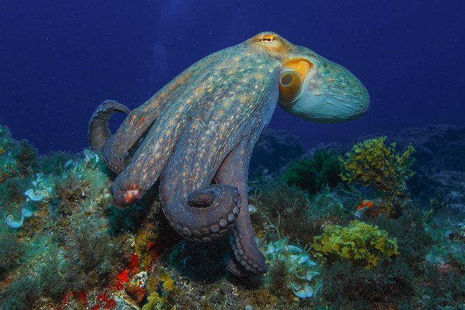 guided Scuba Diving on Tenerife (for certified divers) - Who should book this Tenerife scuba outing