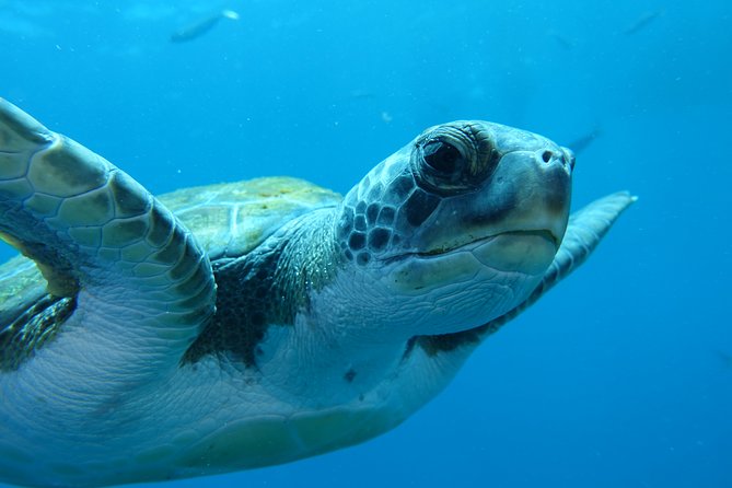 guided Scuba Diving on Tenerife (for certified divers) - Weather, conditions, and sensible planning