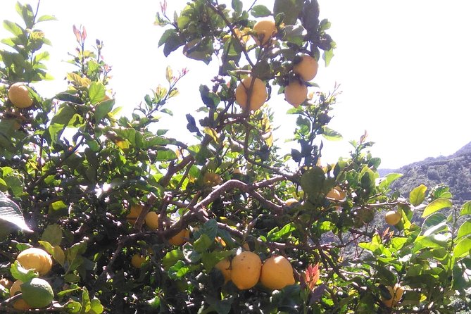 Hiking tour in the Anaga biosphere reserve in Tenerife - Why Anaga feels unlike the resort coast