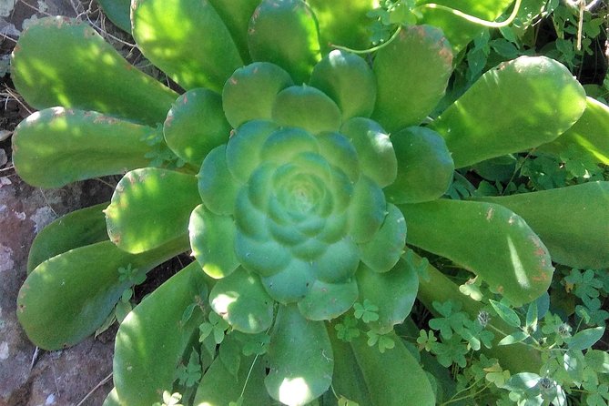 Hiking tour in the Anaga biosphere reserve in Tenerife - What the $119.21 price includes