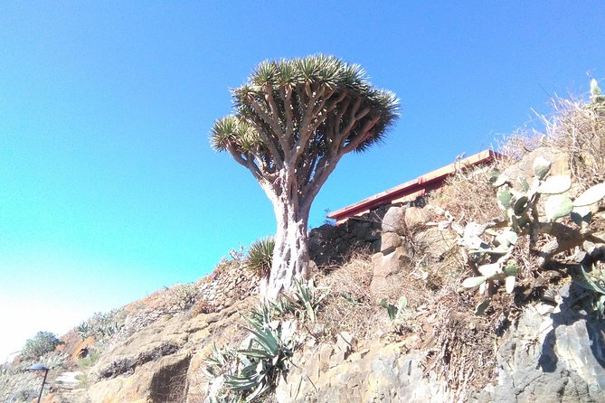 Hiking tour in the Anaga biosphere reserve in Tenerife - Walking beneath the laurel trees