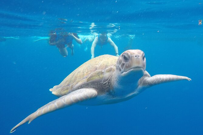 Kayak Route along the Volcanic Coast in Tenerife South with Snorkeling - Setting out from Los Cristianos Beach