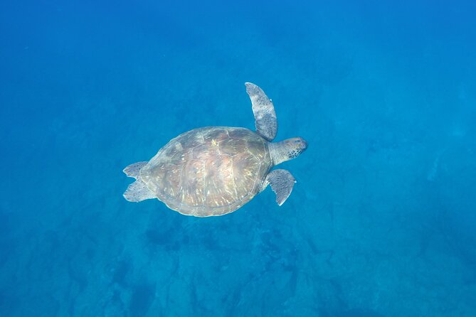 Kayak Route along the Volcanic Coast in Tenerife South with Snorkeling - The snorkeling stop and its limits