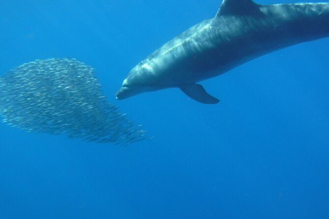 Kayak Route along the Volcanic Coast in Tenerife South with Snorkeling - Who should book this Los Cristianos kayak trip?