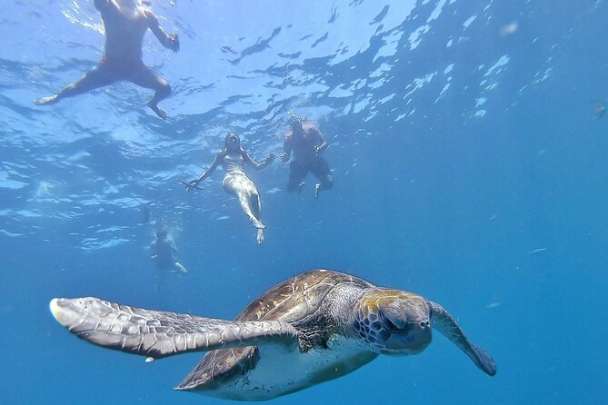 Kayak Safari with Dolphin and Turtle Watching in Guaza - Key points before you book