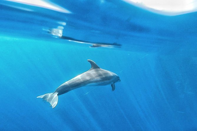 Kayak Safari with Dolphin and Turtle Watching in Guaza - Palmar Cave and the coastal scenery