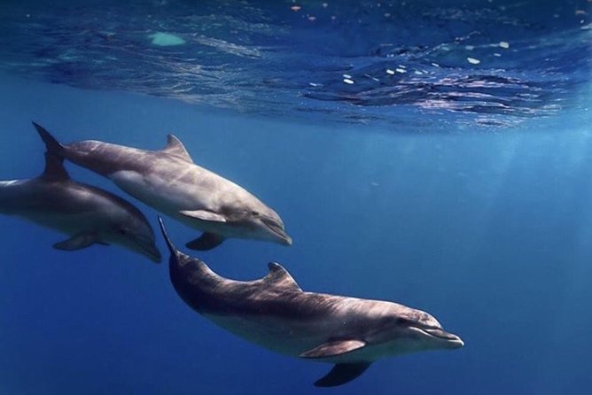 Kayak Safari with Dolphin and Turtle Watching in Guaza - How hard is the kayaking?