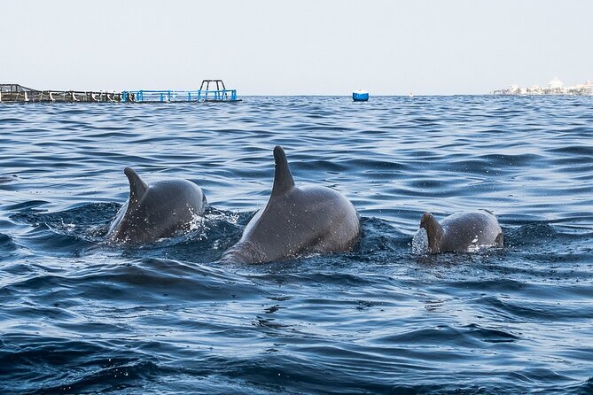 Kayak Safari with Dolphin and Turtle Watching in Guaza - What the three-hour route feels like