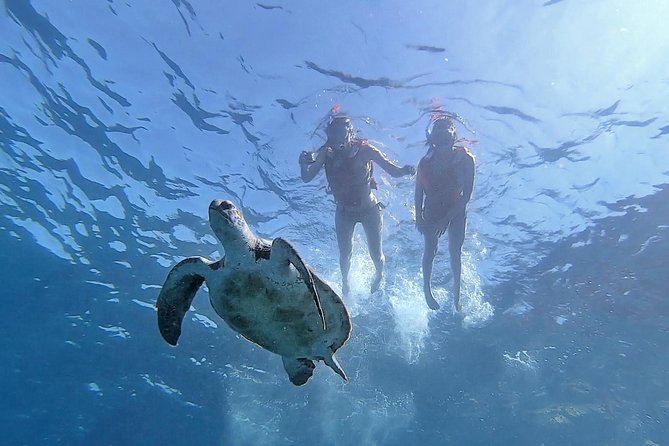Kayak with Dolphin & Turtle Watching Private Tour - Setting out from Tenerife’s coast