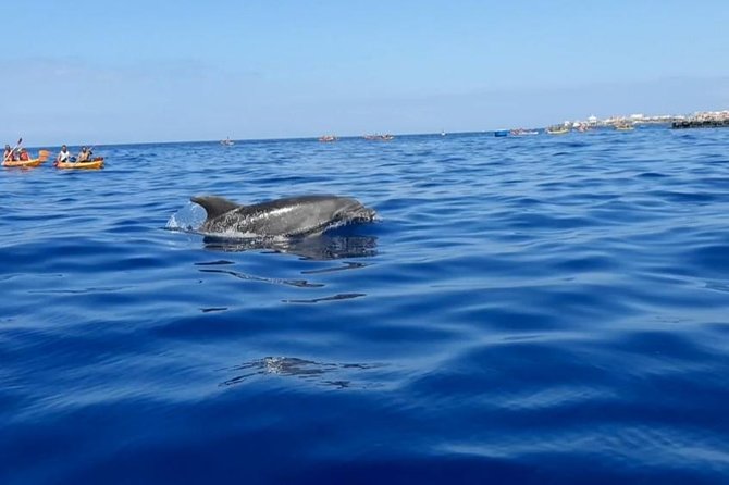 Kayak with Dolphin & Turtle Watching Private Tour - Reaching Palmar Cave beneath the Guaza cliffs