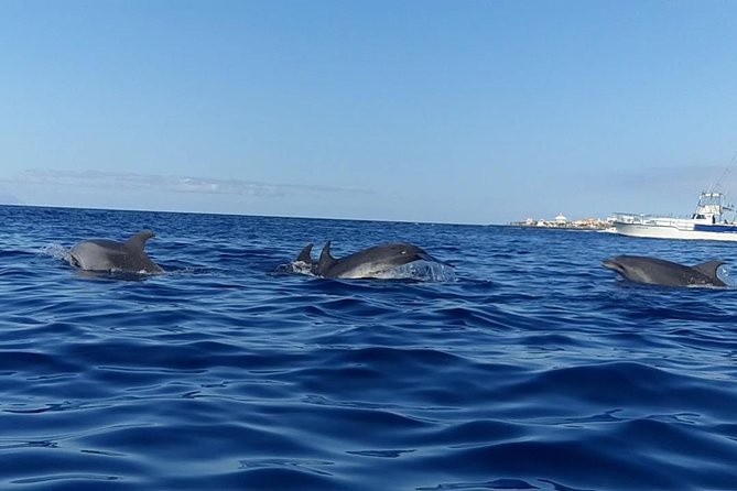 Kayak with Dolphin & Turtle Watching Private Tour - The private-tour promise and group support