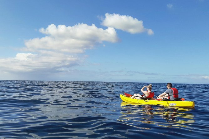 Kayak with Dolphin & Turtle Watching Private Tour - How much value do you get for $110.91?