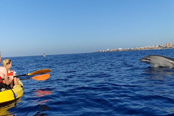 Kayak with Dolphin & Turtle Watching Private Tour - Guides can make or break the day