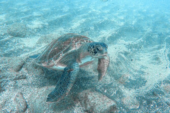 Kayaking + snorkeling with turtles - Who should book this Tenerife kayak trip?