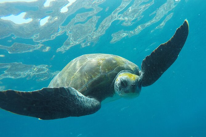 Kayaking + snorkeling with turtles - Dolphins, fish, and the value of an unscripted route