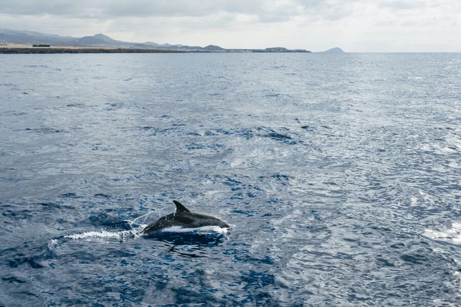Las Galletas: Whale & Dolphin Tour with Local Skipper - Key points at a glance