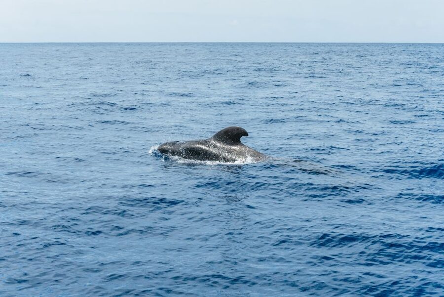 Las Galletas: Whale & Dolphin Tour with Local Skipper - Who should book this cruise?