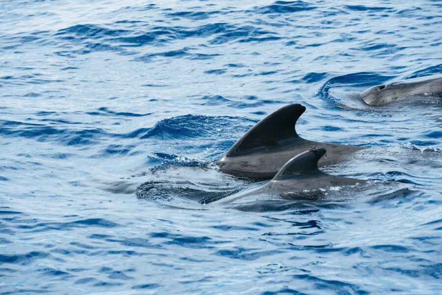 Las Galletas: Whale & Dolphin Tour with Local Skipper - Setting off from Las Galletas on the Cruz del Sur