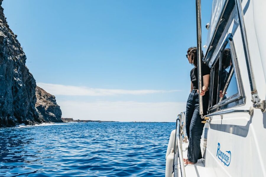 Las Galletas: Whale & Dolphin Tour with Local Skipper - Why the small group matters