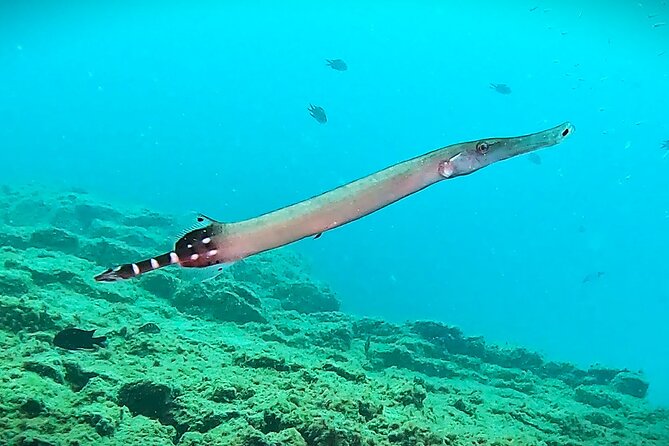 Learn Scuba Diving in Tenerife with Photos Included - Photos add value to a first certification