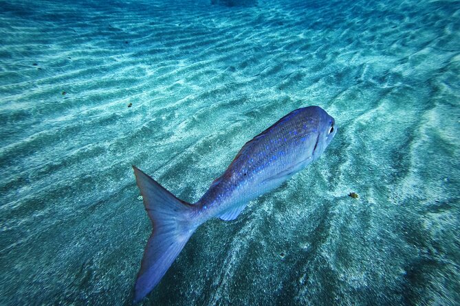 Learn Scuba Diving in Tenerife with Photos Included - Four ocean sessions build the certificate