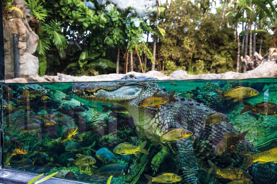 Loro Parque and Siam Park Combined Admission Tickets - Getting between the north and south