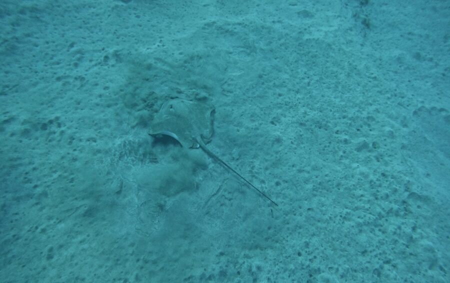 Los Cristianos: Basic Diver Course - Key points to know before you book