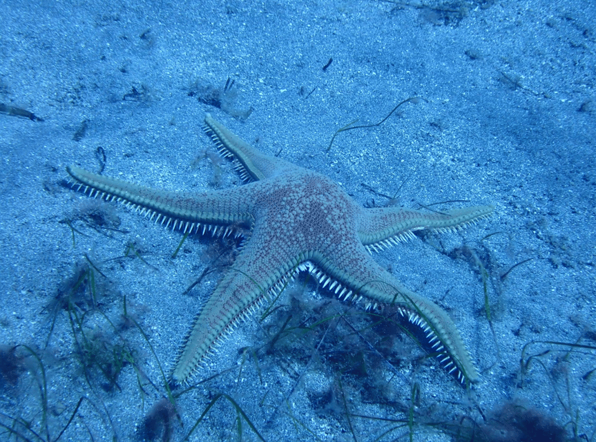 Los Cristianos: Basic Diver Course - What the experience does especially well