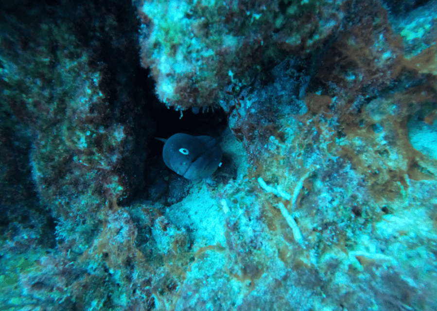 Los Cristianos: Basic Diver Course - Moving from practice to open water