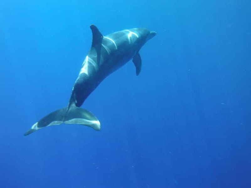 Los Cristianos: Kayak and Snorkel with Turtles and Photos - What this $34 Tenerife tour is really like